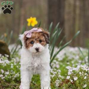 Sandy, Bich-Poo Puppy